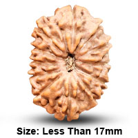 12 (द्वादश) Mukhi Rudraksha